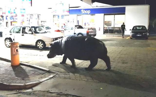 Hipopotamo en gasolinera