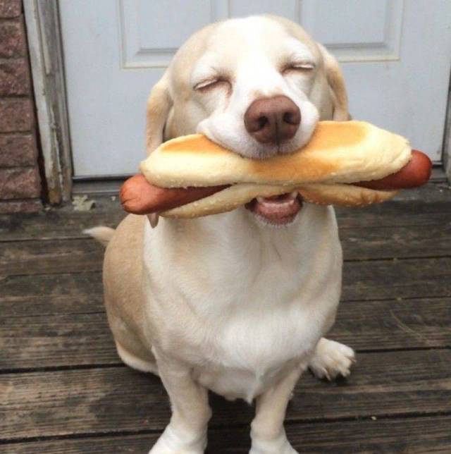 Perrito comiendo perrito caliente hot dog