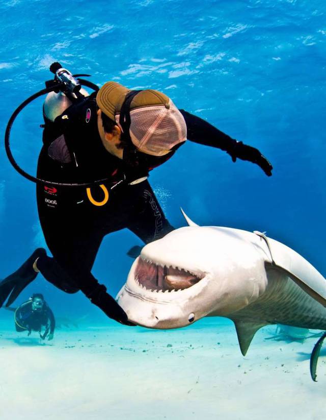 Buceador rascando a un tiburón
